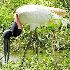 Jabiru d'Amérique