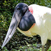 Jabiru d'Amérique