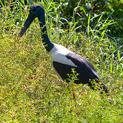 Black-necked Stork