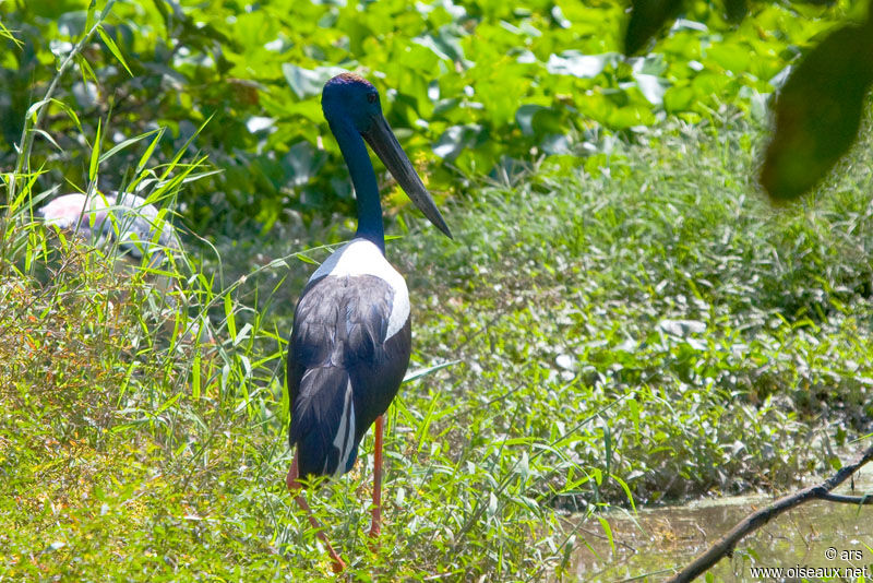 Jabiru d'Asie, identification