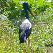 Black-necked Stork