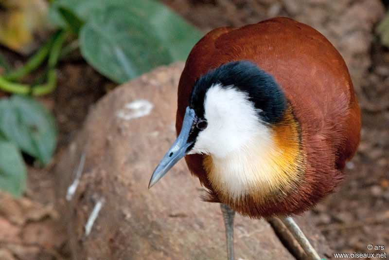 Jacana à poitrine dorée, identification