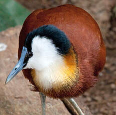 Jacana à poitrine dorée