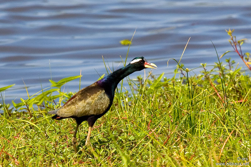 Bronze-winged Jacana, identification