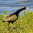 Jacana bronzé