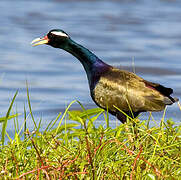 Bronze-winged Jacana