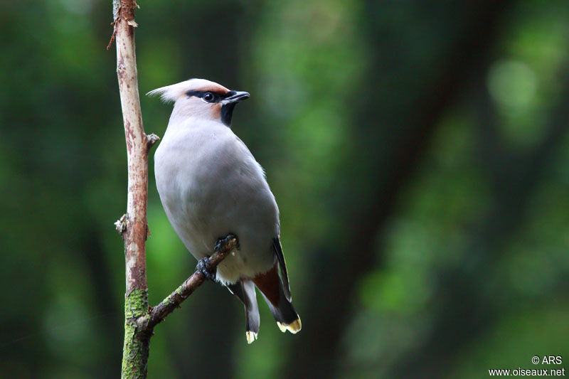 Bohemian Waxwing, identification