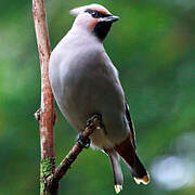 Bohemian Waxwing