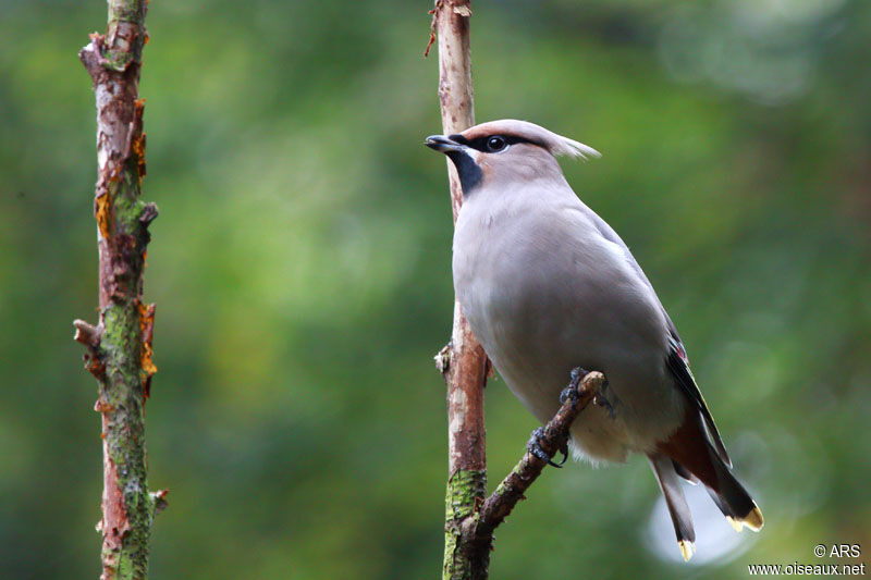 Bohemian Waxwing, identification