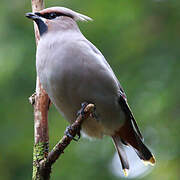 Bohemian Waxwing