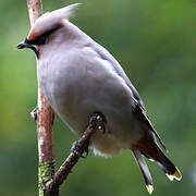 Bohemian Waxwing