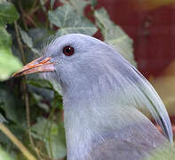 Kagu