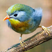 Red-billed Leiothrix