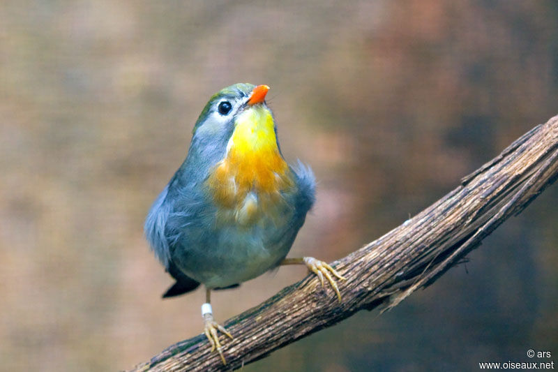 Red-billed Leiothrix, identification