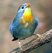 Red-billed Leiothrix