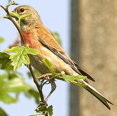 Linotte mélodieuse