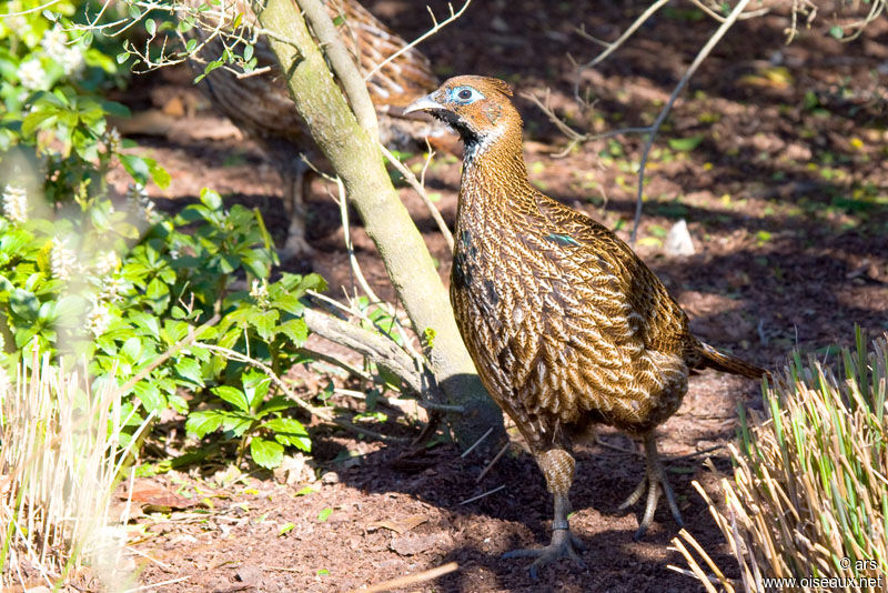 Himalayan Monal female, identification