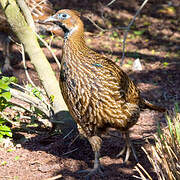 Himalayan Monal