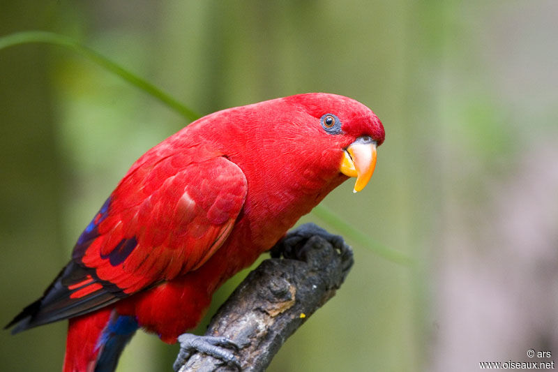 Red Lory, identification