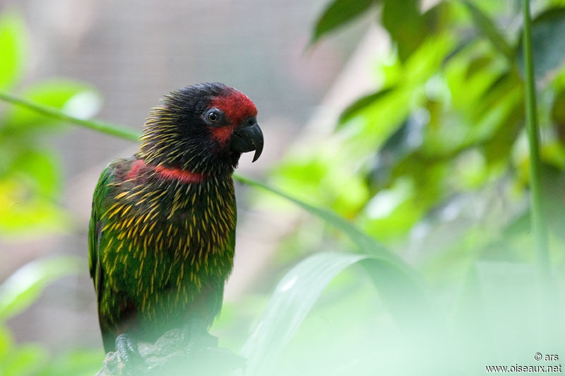 Yellowish-streaked Lory, identification