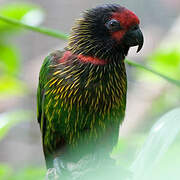 Yellowish-streaked Lory