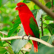 Chattering Lory