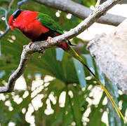 West Papuan Lorikeet