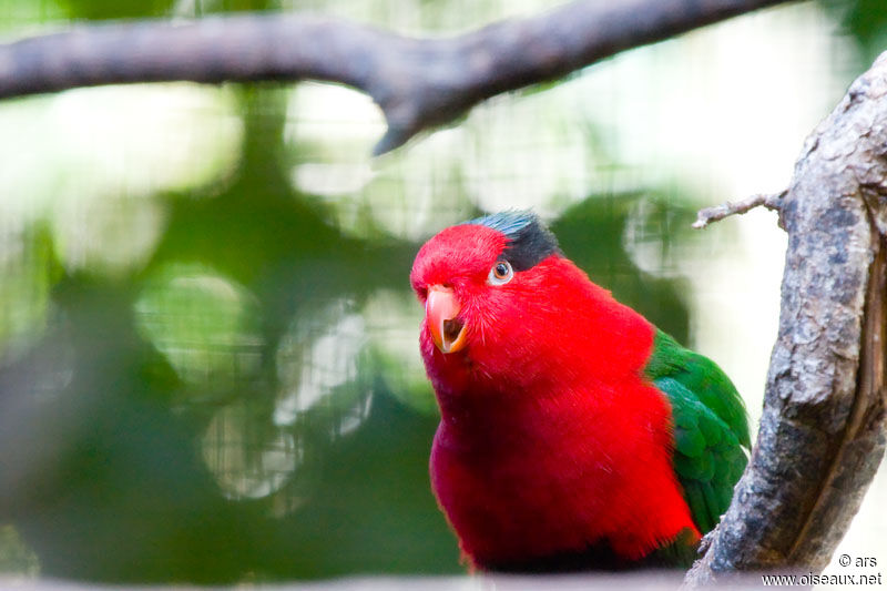 Papuan Lorikeet, identification