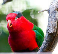 West Papuan Lorikeet