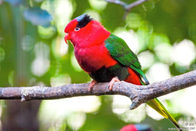 Papuan Lorikeet, identification