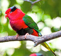 Papuan Lorikeet