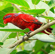 Blue-streaked Lory