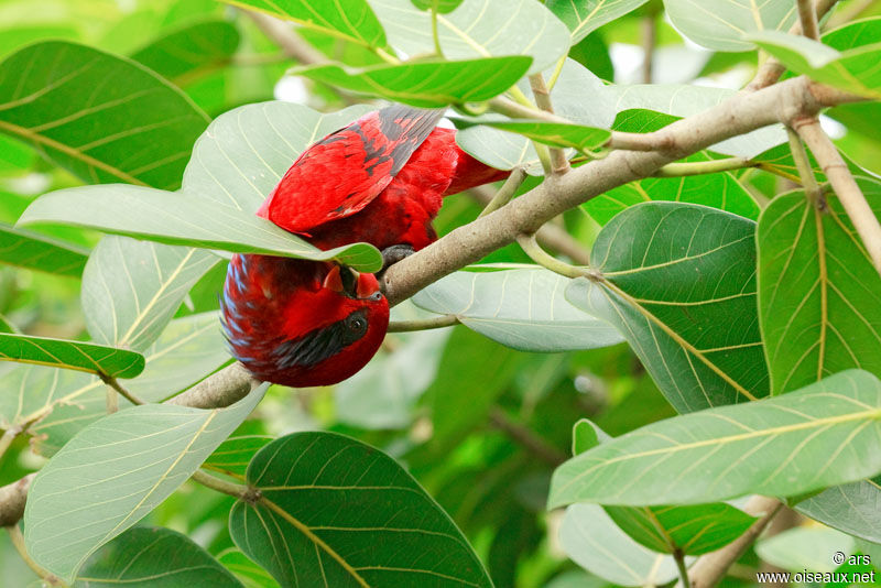 Blue-streaked Lory, Behaviour