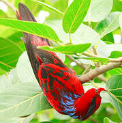 Blue-streaked Lory