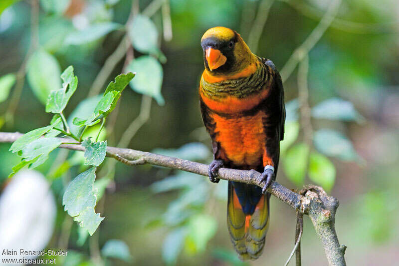 Dusky Lory, identification