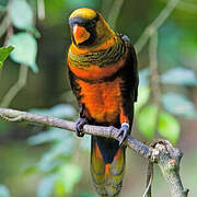 Dusky Lory