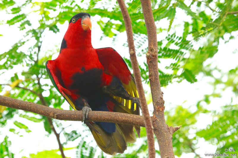 Black-capped Lory, identification