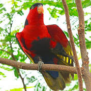 Black-capped Lory