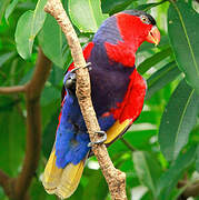 Black-capped Lory