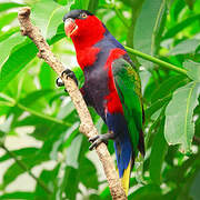 Black-capped Lory