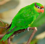 Mindanao Lorikeet