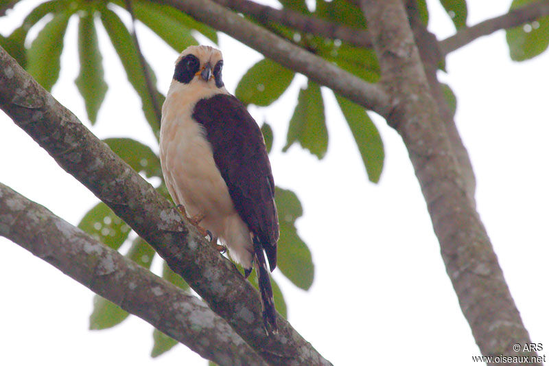 Laughing Falcon, identification