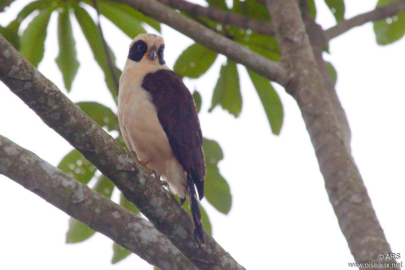 Macagua rieur, identification