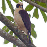 Laughing Falcon