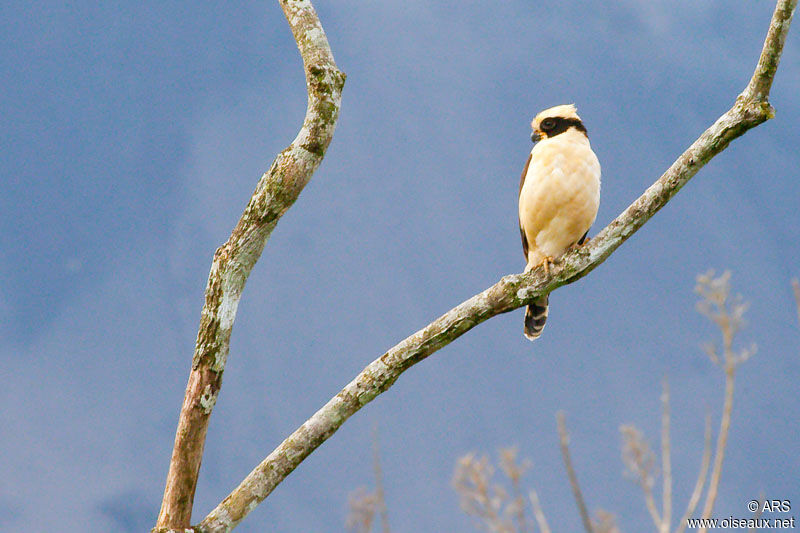 Laughing Falcon, identification