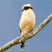 Laughing Falcon