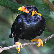 Common Hill Myna