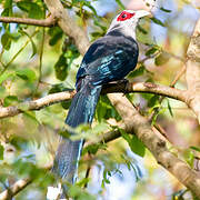 Green-billed Malkoha