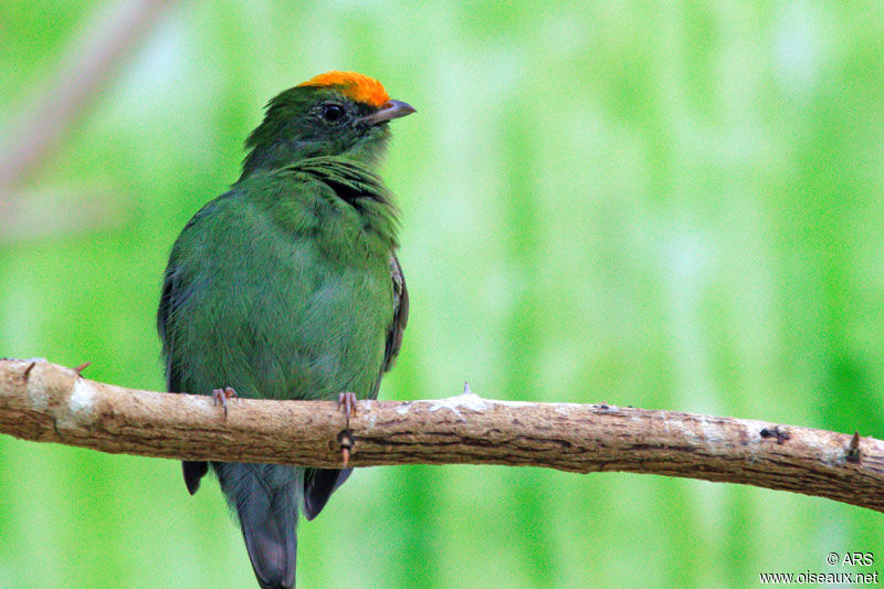 Manakin à longue queue mâle immature, identification