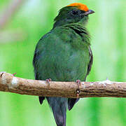 Blue Manakin